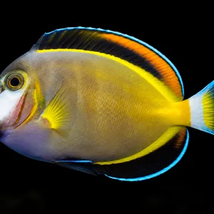 Powder Brown Tang swimming left against a nearly black, blurred reef background. AI-generated aquarium view.