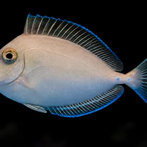 Bluespine Unicorn Tang swimming left against a nearly black, blurred reef background. AI-generated aquarium view.