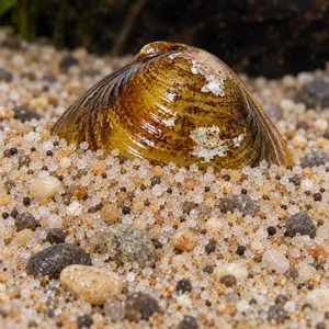 Asian clam half buried in beige sand and small pebbles, with its golden-brown ridged shell exposed.
