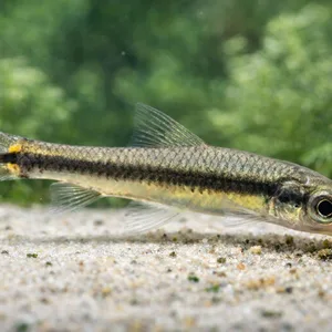 Small slender algae-eating fish foraging on pale sandy substrate in a planted aquarium, with sharply detailed scales and fins against a softly blurred green background.