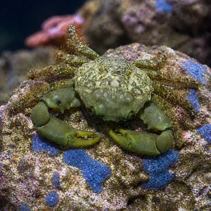 Olive green hairy emerald crab resting on live rock with blue encrusting sponges in a softly blurred reef aquarium background.