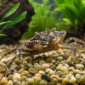 Mottled brown and tan freshwater crab with raised claws and speckled legs standing on rounded pea gravel in a planted aquarium, surrounded by green aquatic plants, driftwood, and a softly blurred freshwater tank background.