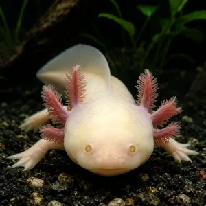 Pale albino axolotl with pink feathery external gills resting on dark aquarium gravel in a planted freshwater tank with driftwood, rocks, and softly blurred green aquatic plants.