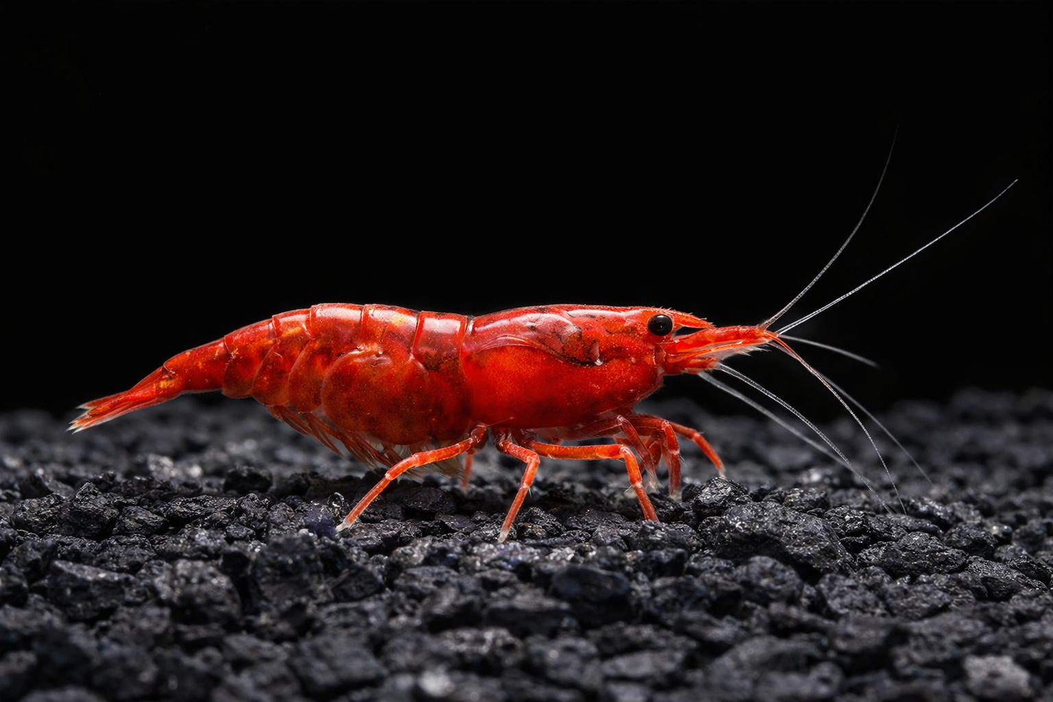 Red Cherry Shrimp