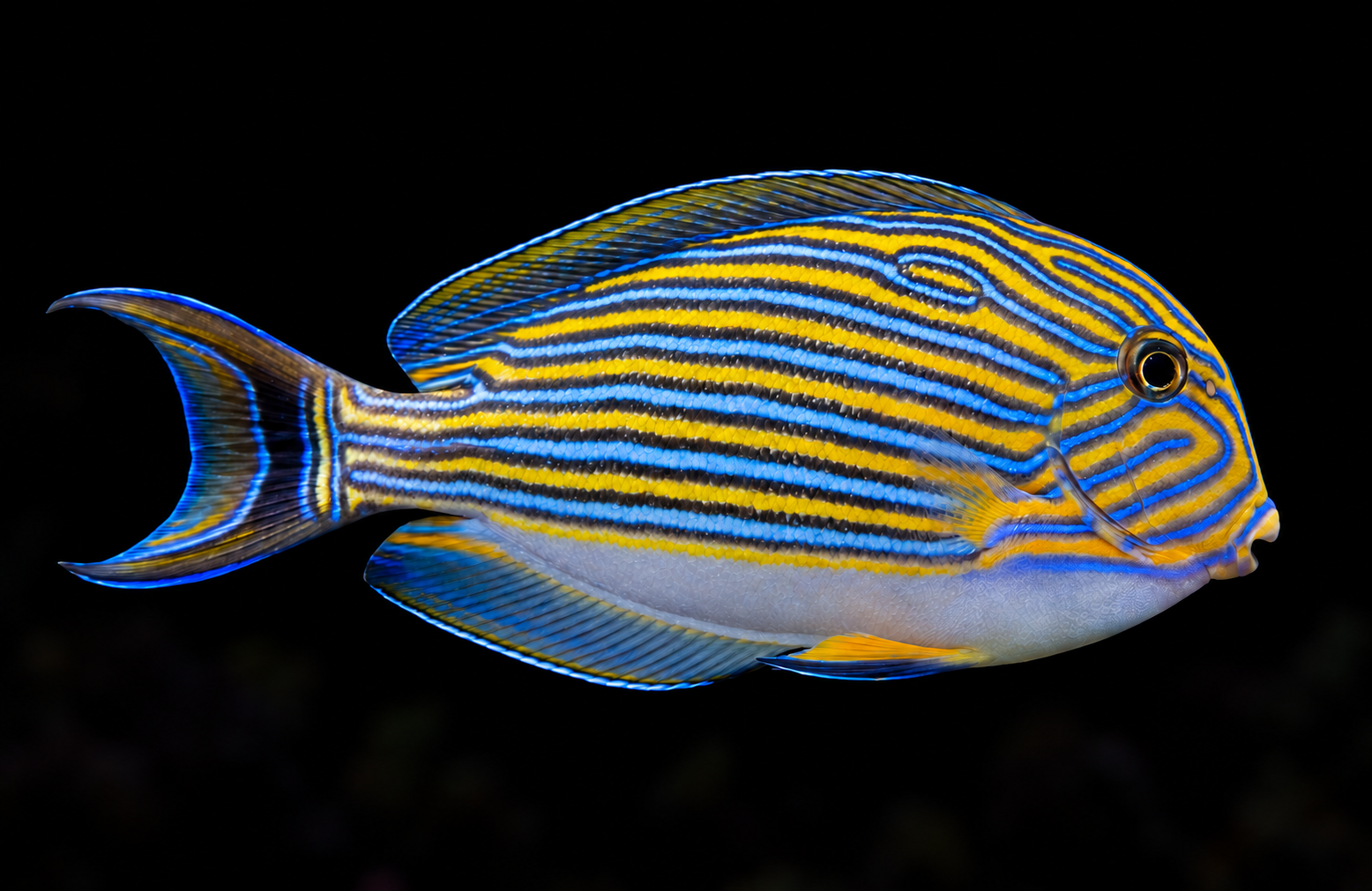 Clown Tang swimming right against a nearly black, blurred reef background. AI-generated aquarium view.