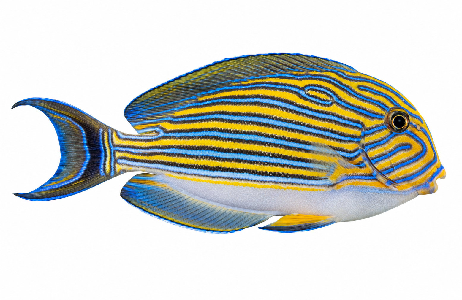 Clown Tang in side profile on a solid white background, showing its natural coloration and fin markings.