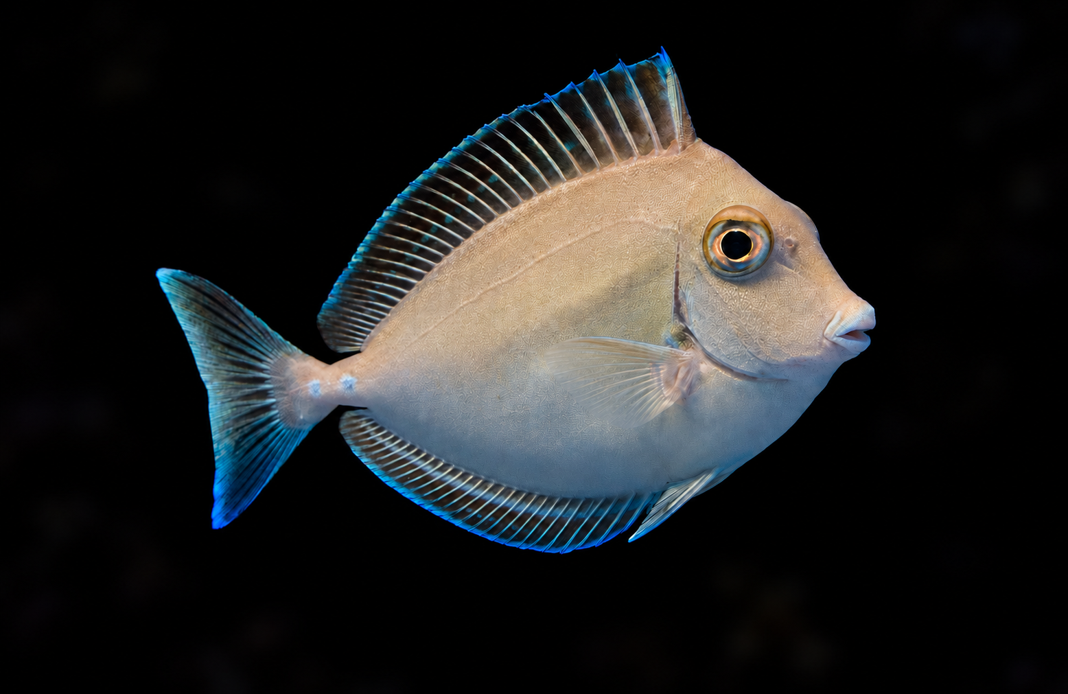 Bluespine Unicorn Tang swimming right and upward toward the camera, showing its opposite side against a nearly black reef. AI-generated aquarium view.