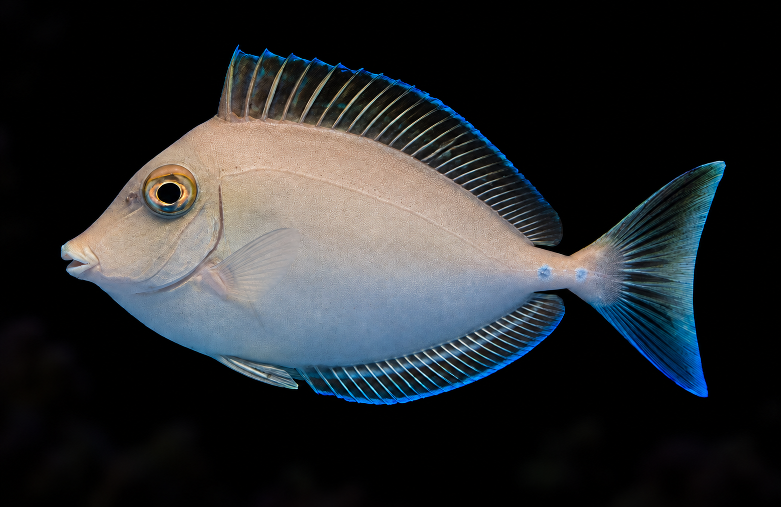 Bluespine Unicorn Tang swimming left against a nearly black, blurred reef background. AI-generated aquarium view.