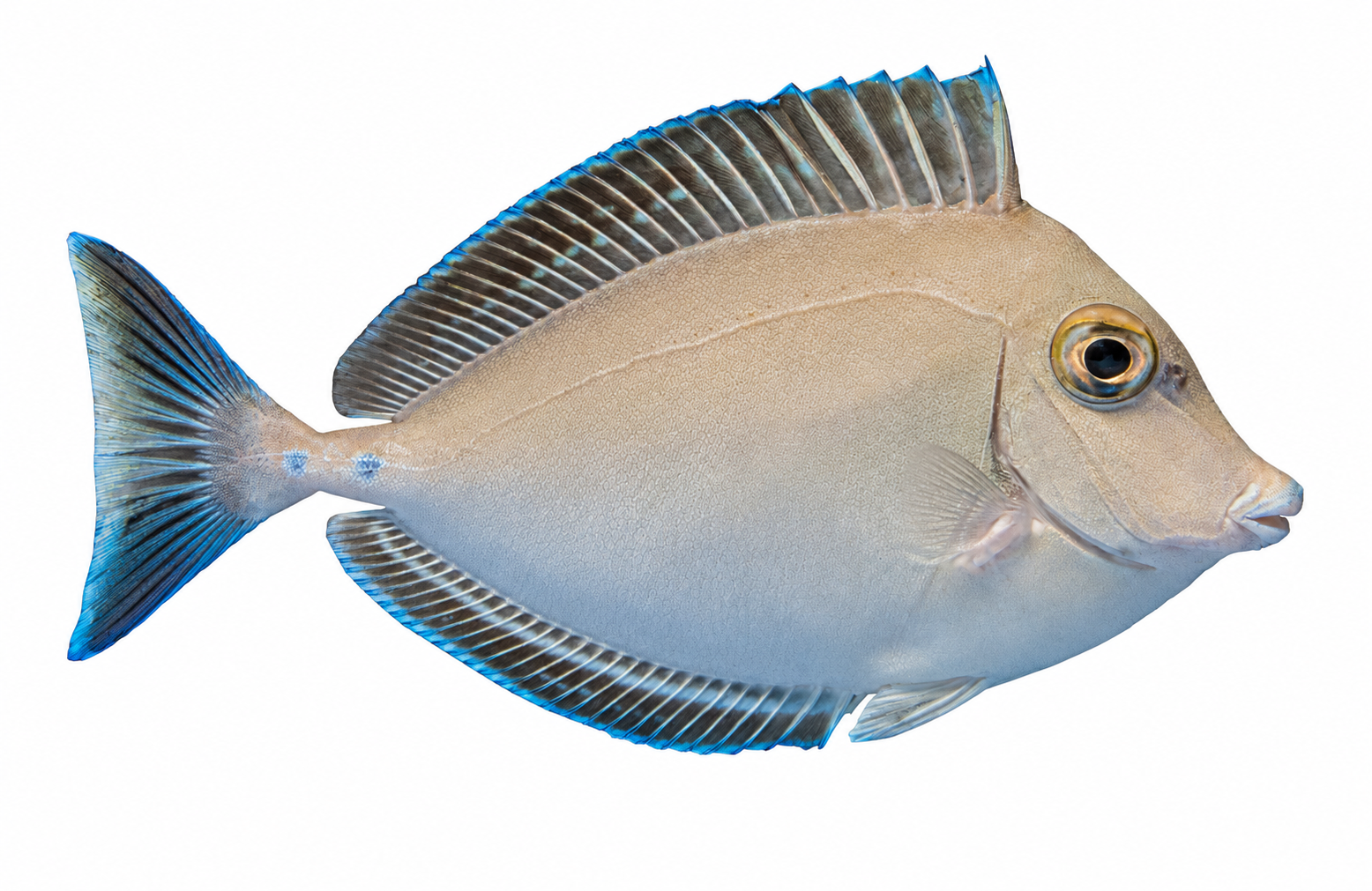 Bluespine Unicorn Tang in side profile on a solid white background, showing its natural coloration and fin markings.