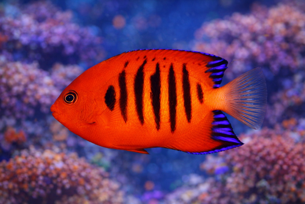 Ultra-high-definition image of a flame angelfish (Centropyge loriculus) with bright red-orange coloration, vertical black stripes, and blue-edged fins swimming in front of a softly blurred coral reef aquarium background.