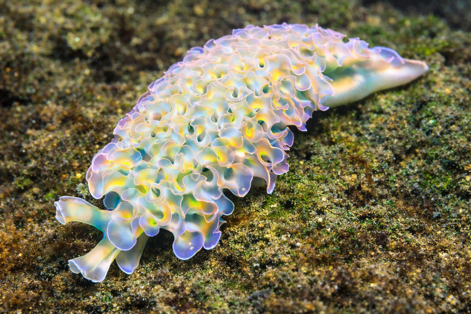 Lettuce Nudibranch (Sea Slug)