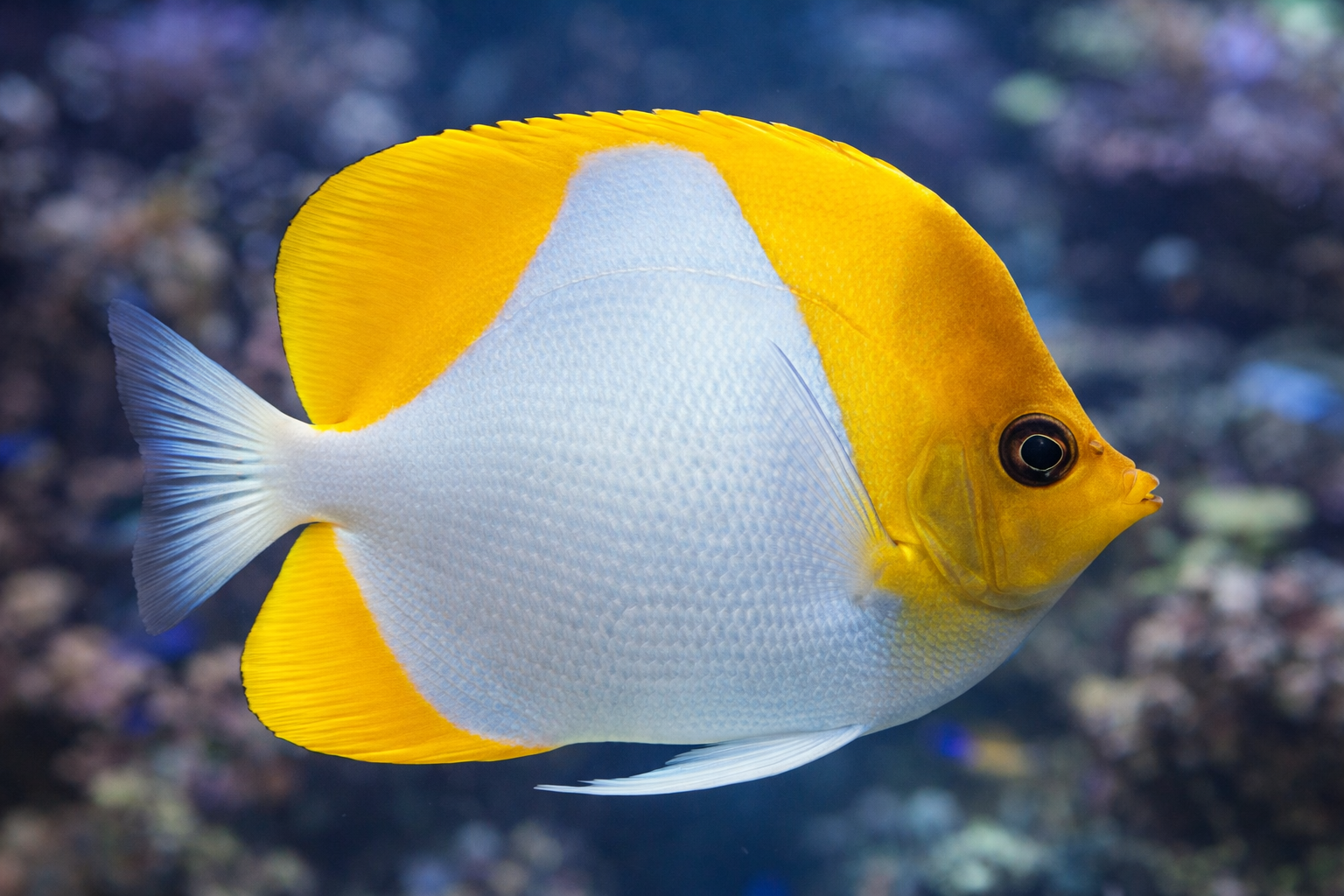 Yellow Pyramid Butterflyfish