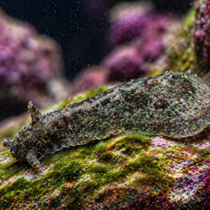 Gray Aplysia parvula sea hare crawling across an algae-covered reef rock in a saltwater aquarium, shown in sharp macro detail with a softly blurred coral background.