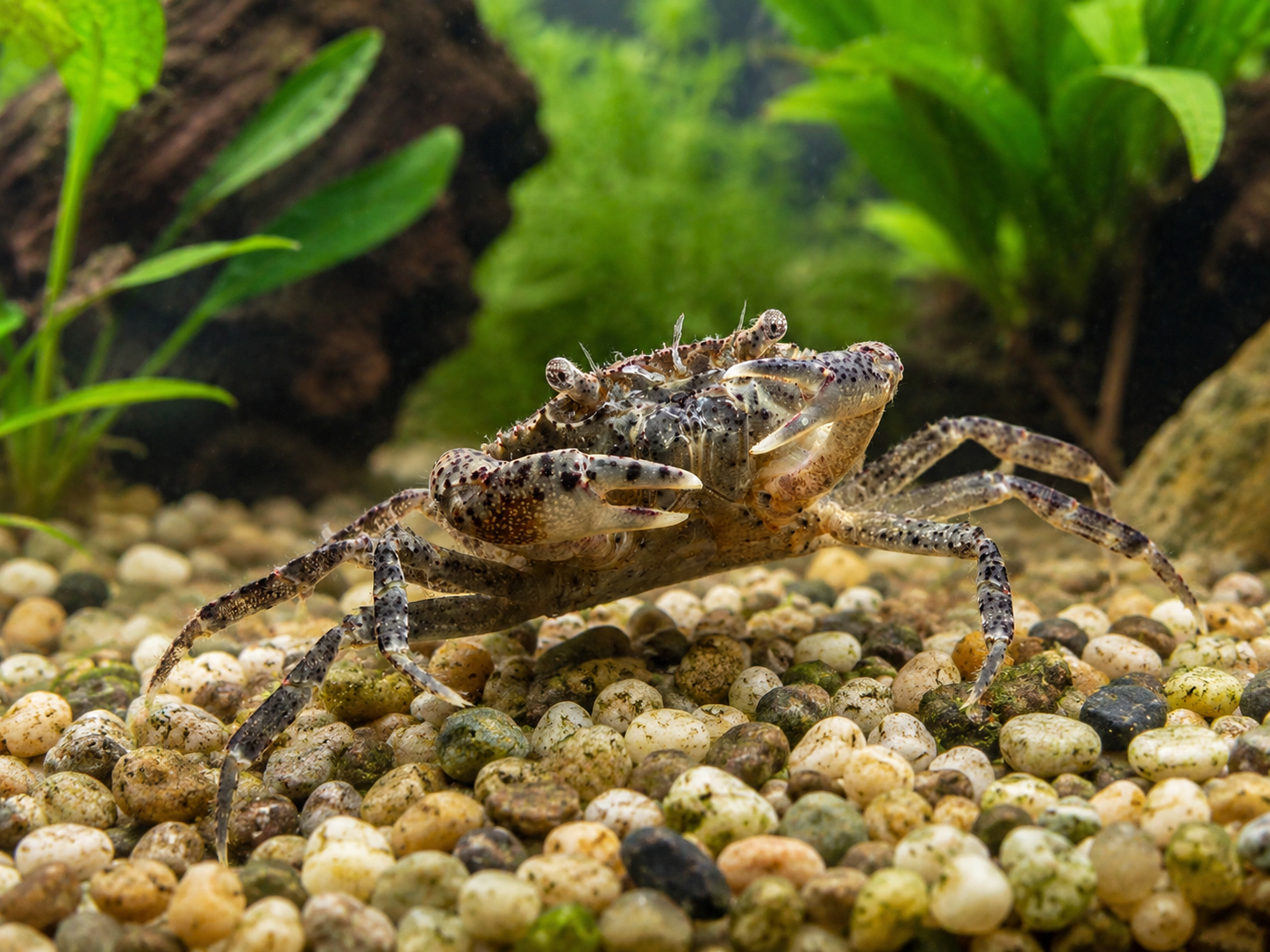 Mottled brown and tan freshwater crab with raised claws and speckled legs standing on rounded pea gravel in a planted aquarium, surrounded by green aquatic plants, driftwood, and a softly blurred freshwater tank background.