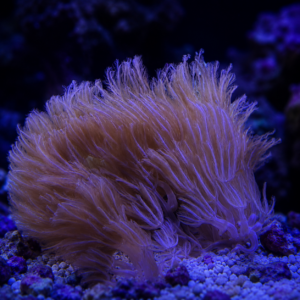 Waving Hand Anthelia coral with tan-pink feathery polyps in a dark, blurred saltwater reef aquarium under blue actinic lighting.