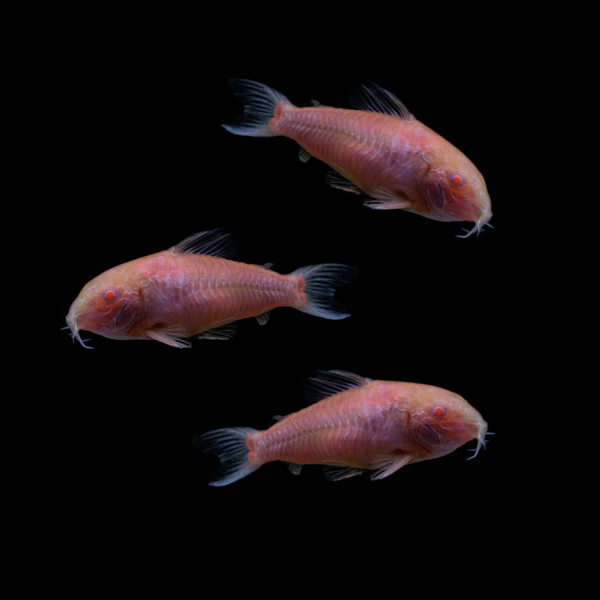 Cory Moonrise Pink®