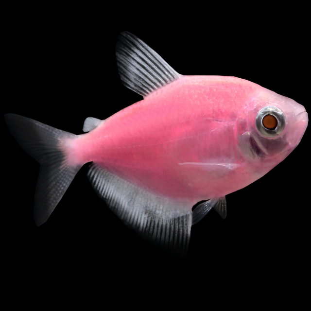 Tetra Moonrise Pink®