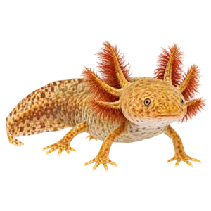 Copper axolotl with golden-brown mottling, a pale underside and feathery reddish-brown gills.
