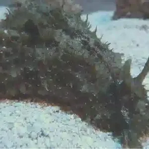 Dolabella Sea Hare
