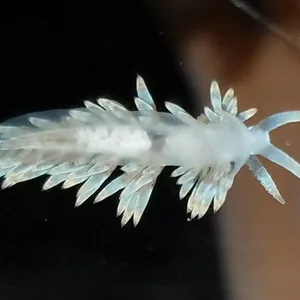 Berghia Nudibranch – Berghia verrucicornis