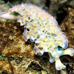 Lettuce Sea Slug – Elysia crispata