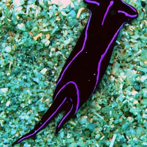 Velvet Sea Slug – Chelidonura varians*