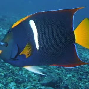 Passer Angel – Holacanthus passer*
