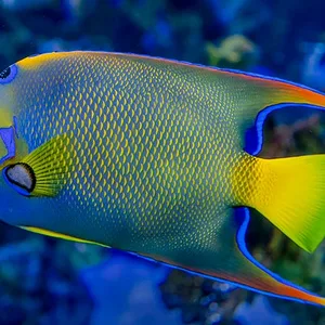 Caribbean Blue Angelfish – Holacanthus bermudensis*
