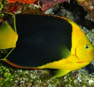 Rock Beauty Angelfish – Holacanthus tricolor*