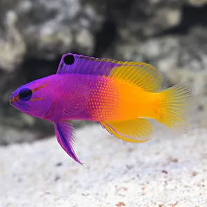 Royal Gramma Basslet – Gramma loreto