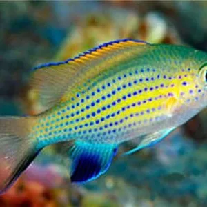 Vanderbilt Chromis — Chromis vanderbilt