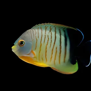 Eibli Angel — Centropyge eibli