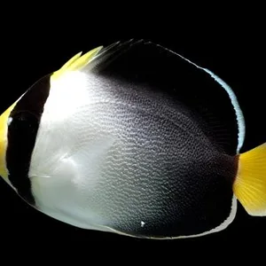 Singapore Angel — Chaetodontoplus mesoleucus