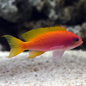 Bimaculatus Anthius