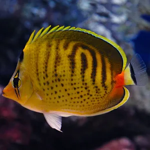 Punctato Spotted Butterfly Fish