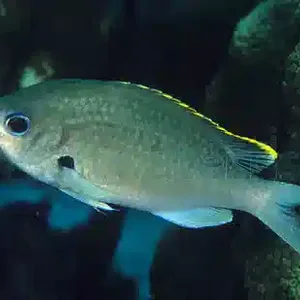 Yellow-Edged Chromis