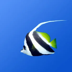 Heniochus Black and White Butterflyfish
