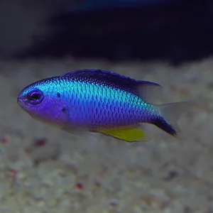 Alleni Damsel