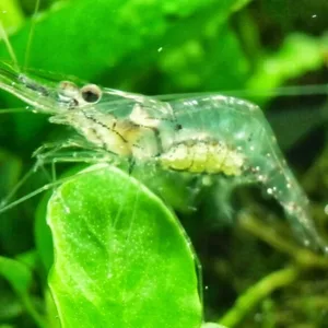 Ghost/Glass/Eastern Grass Shrimp – Palaemon paludosus