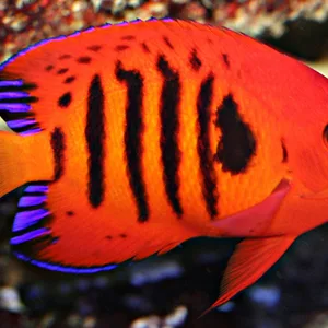 Photo of vibrantly colored Flame Angelfish – Centropyge loricula.