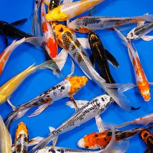 Colorful Butterfly Koi