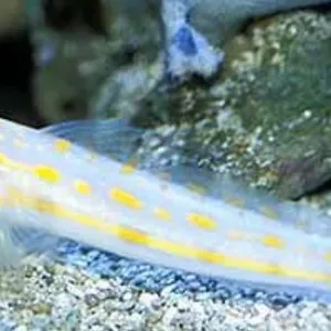 Diamond Goby