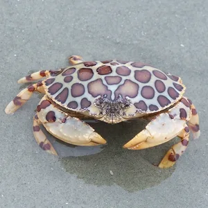 Calico Crab