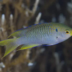 Coral Damsel
