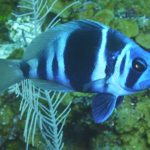Indigo Hemlet