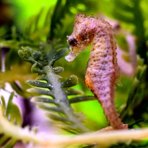 Dwarf Seahorses — EXPERT ONLY, NO GUARANTEE