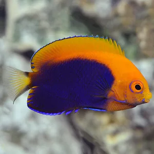 Pygmy Angelfish