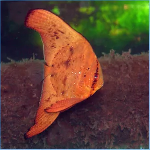 Batfish *