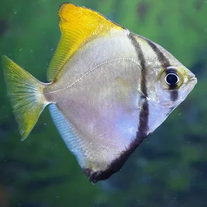Mono fish