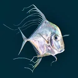 Threadfin Fish